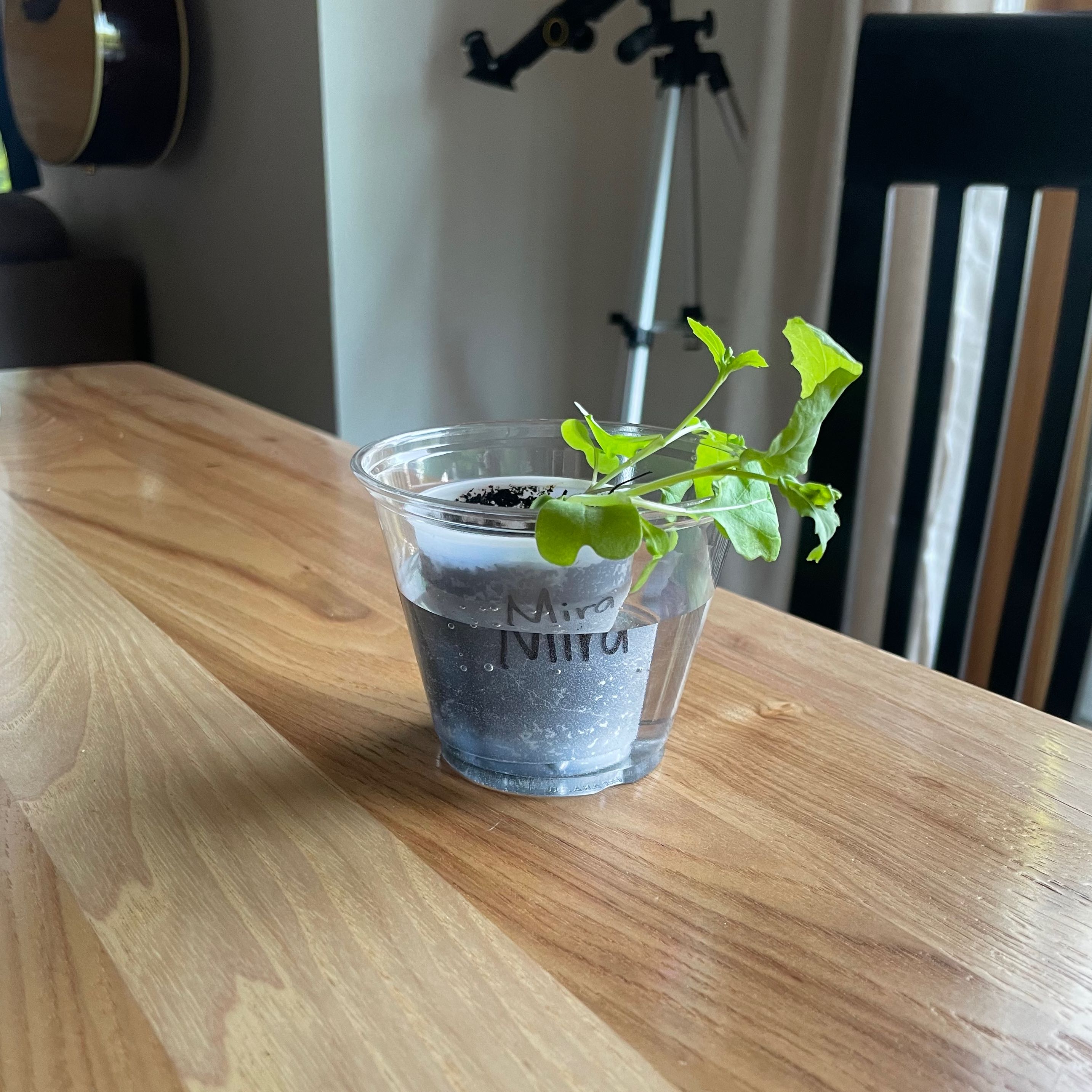 🥦 Why Are My Broccoli Leaves Turning Yellow?