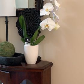 Photo of the plant species Swan Orchid by @YoungMugwort named Sherlock on Greg, the plant care app