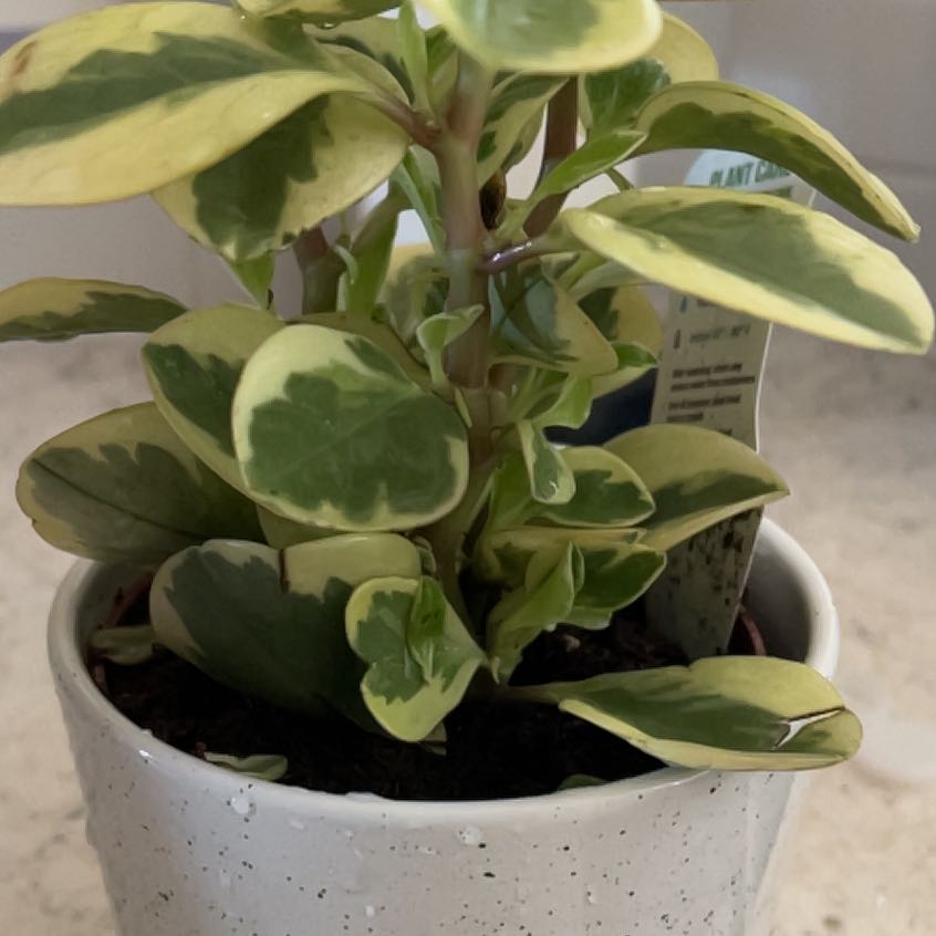 Photo of the plant species Peperomia Citrus Twist by @YoungMugwort named Sigmund on Greg, the plant care app