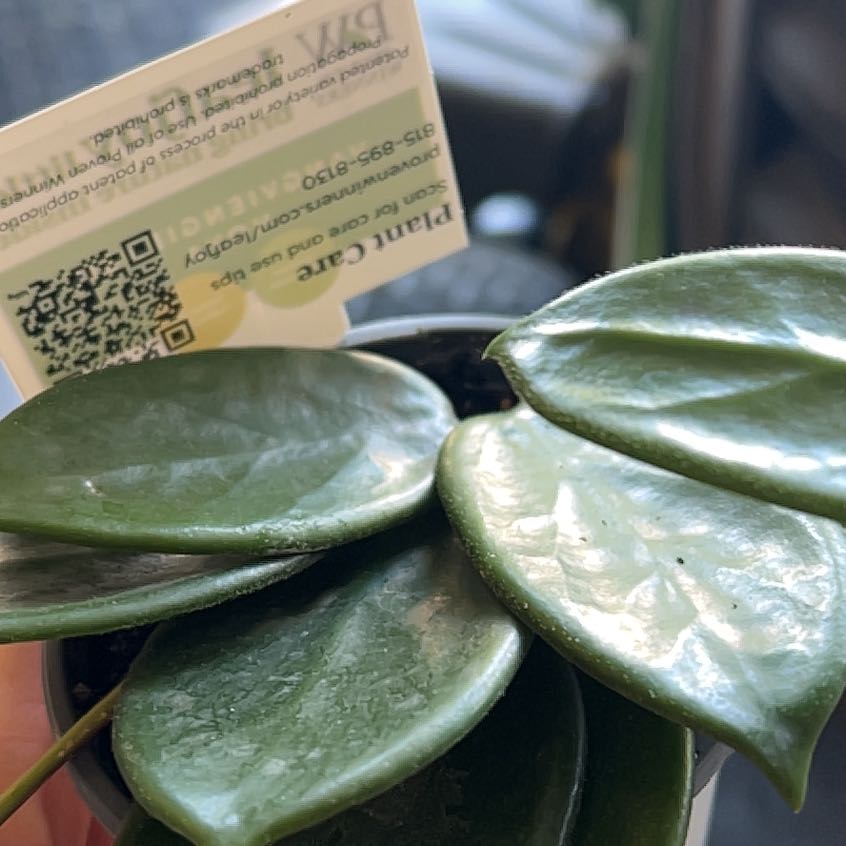 Photo of the plant species Vangviengiensis Hoya by @YoungMugwort named Delilah on Greg, the plant care app