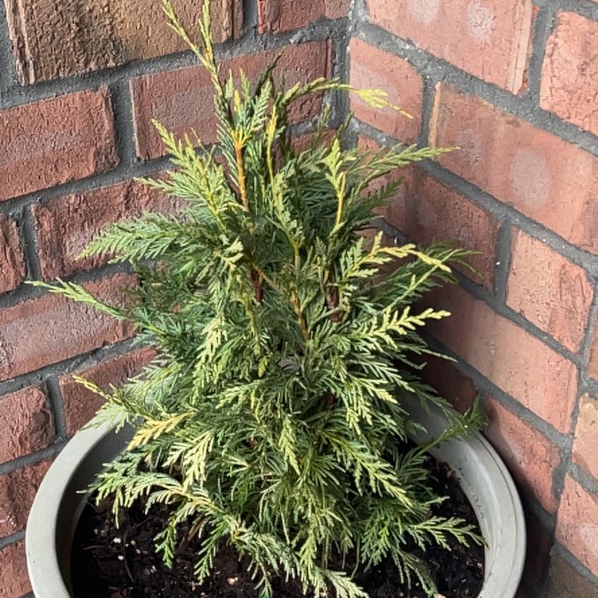 Photo of the plant species Leyland Cypress by @YoungMugwort named Orwell on Greg, the plant care app