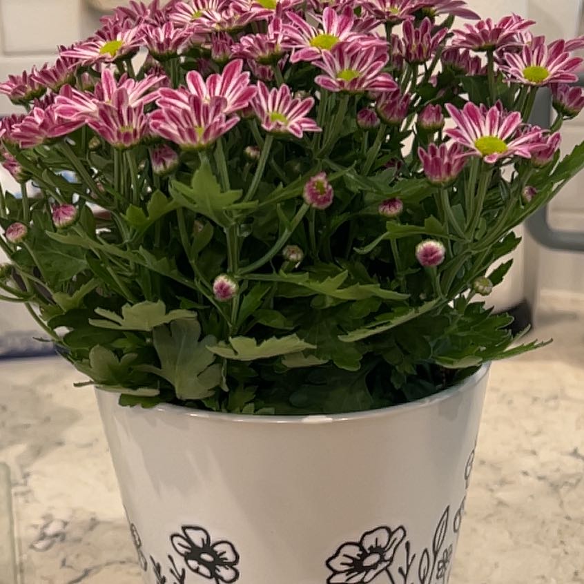 Photo of the plant species Paris Daisy by @YoungMugwort named Bella on Greg, the plant care app