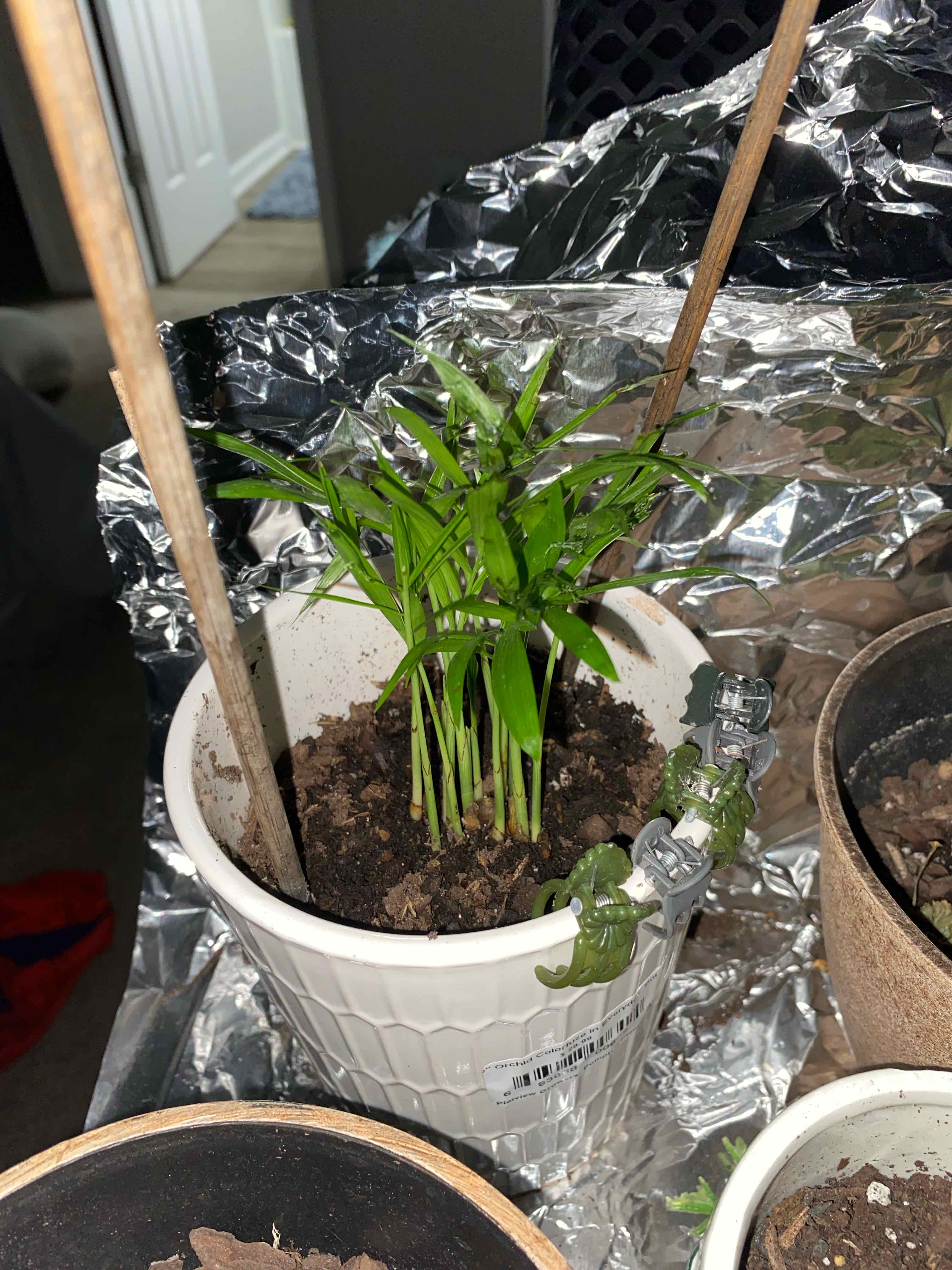 Young Christmas Palm plant in a white pot with visible soil and vibrant green leaves.