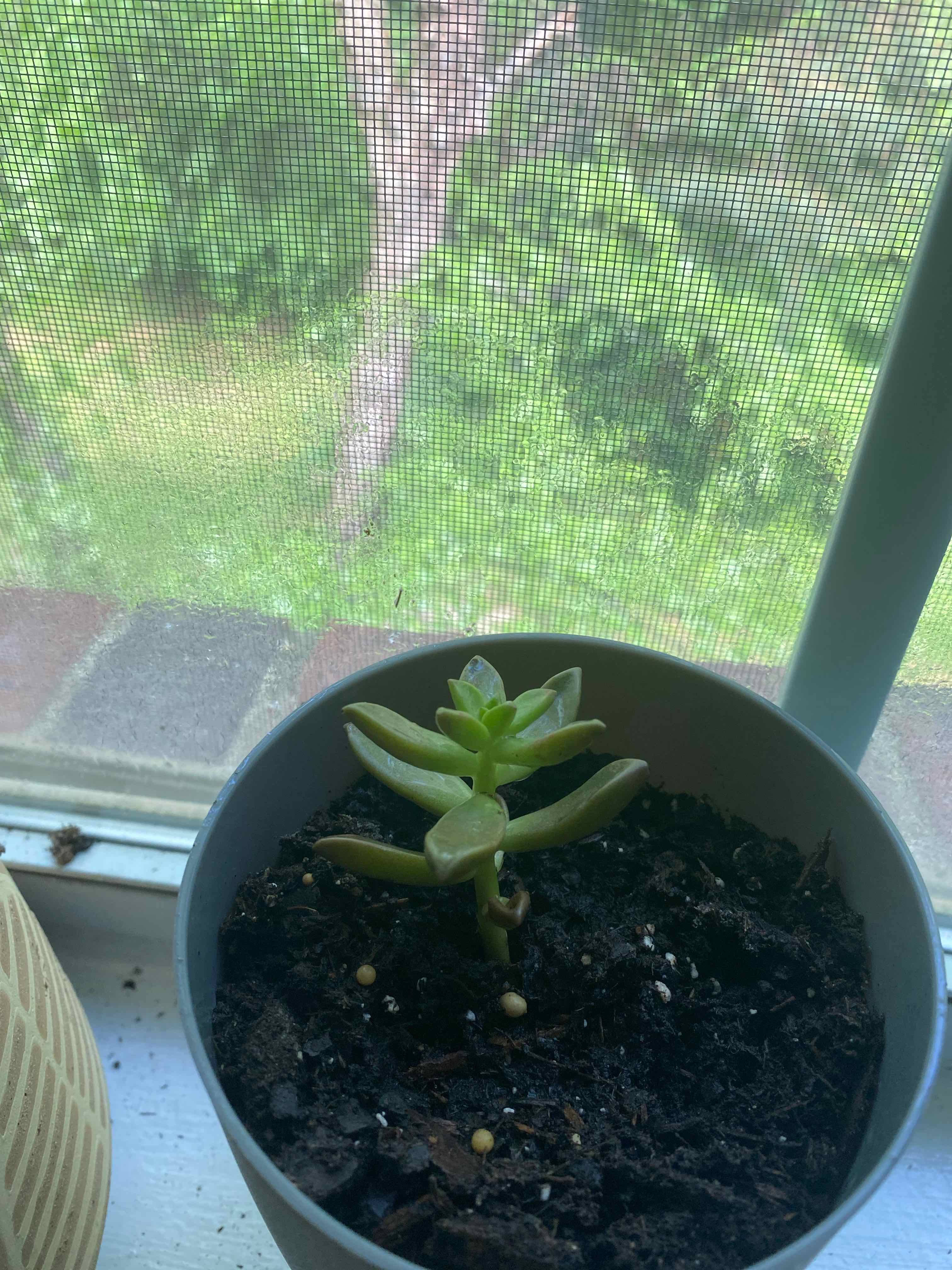 Graptosedum 'Copper Glow' succulent in a pot on a windowsill with visible soil.