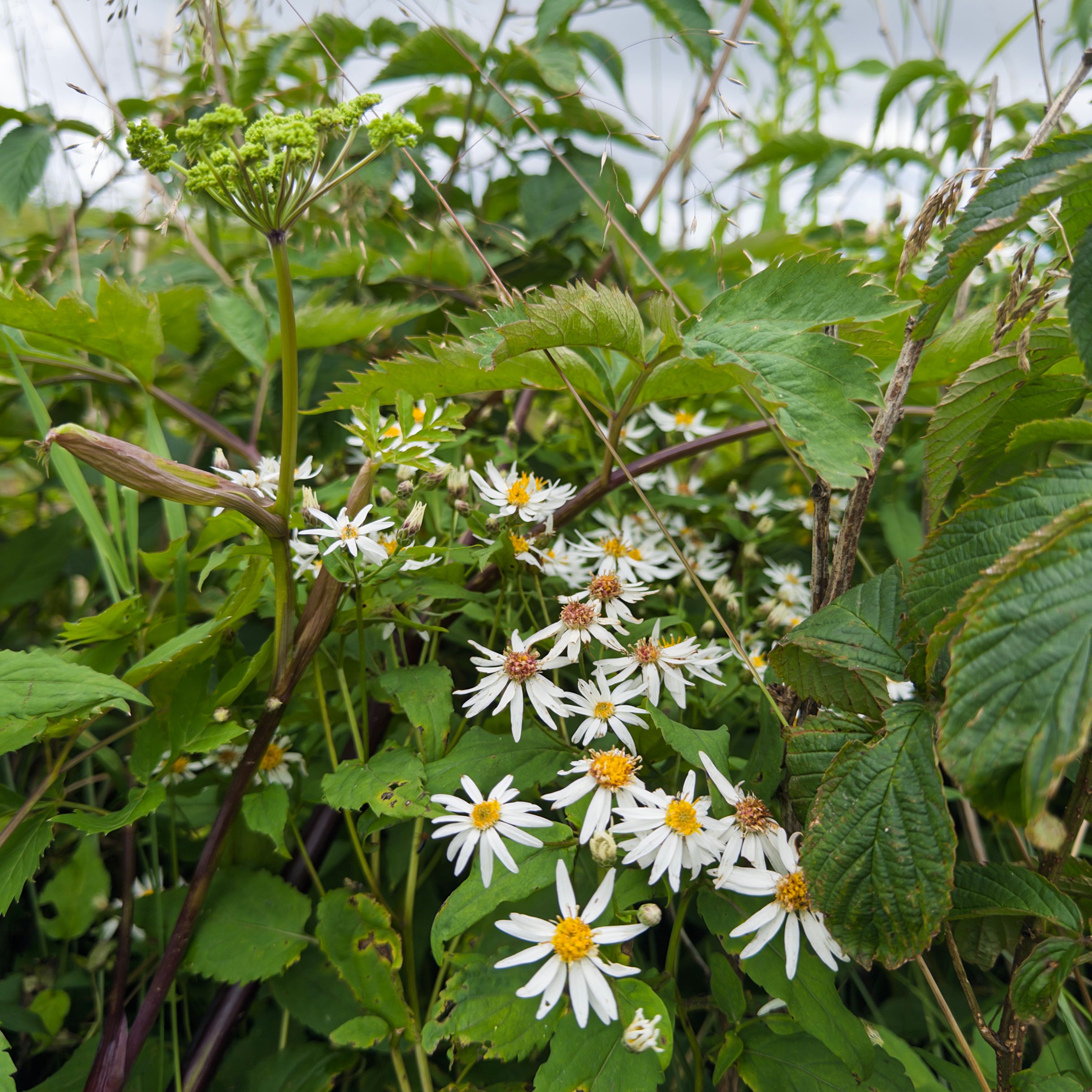 Photo of the plant species Coneflower by @DivineViszsla named Michelle Branch on Greg, the plant care app