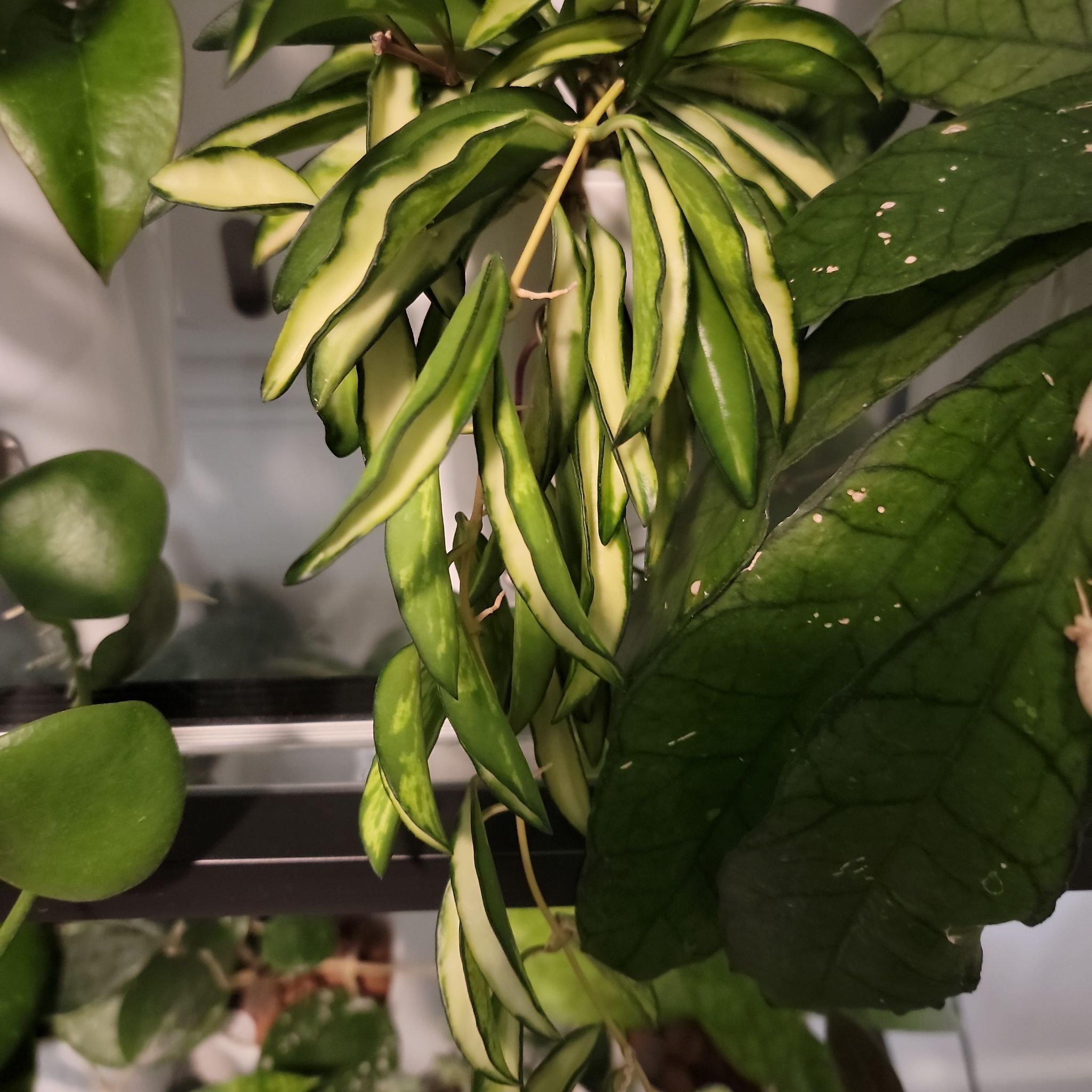 Variegated Hoya wayetii plant with elongated, variegated leaves. Healthy appearance.
