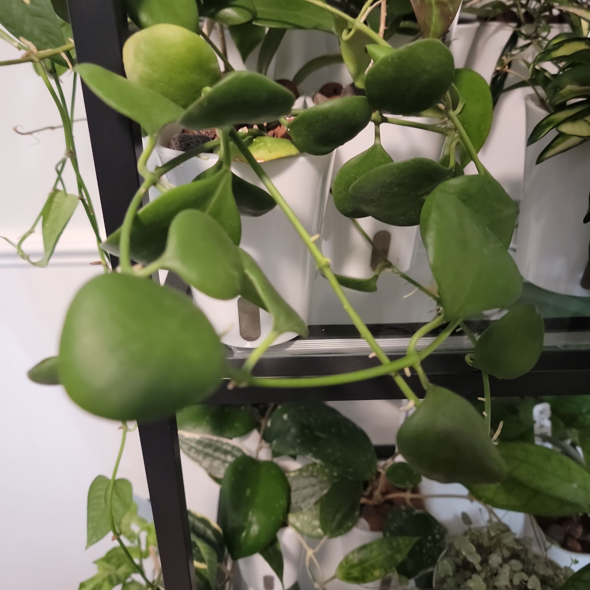 Photo of the plant species Hoya Kastbergii by @Mandore named Hoya kastbergii on Greg, the plant care app