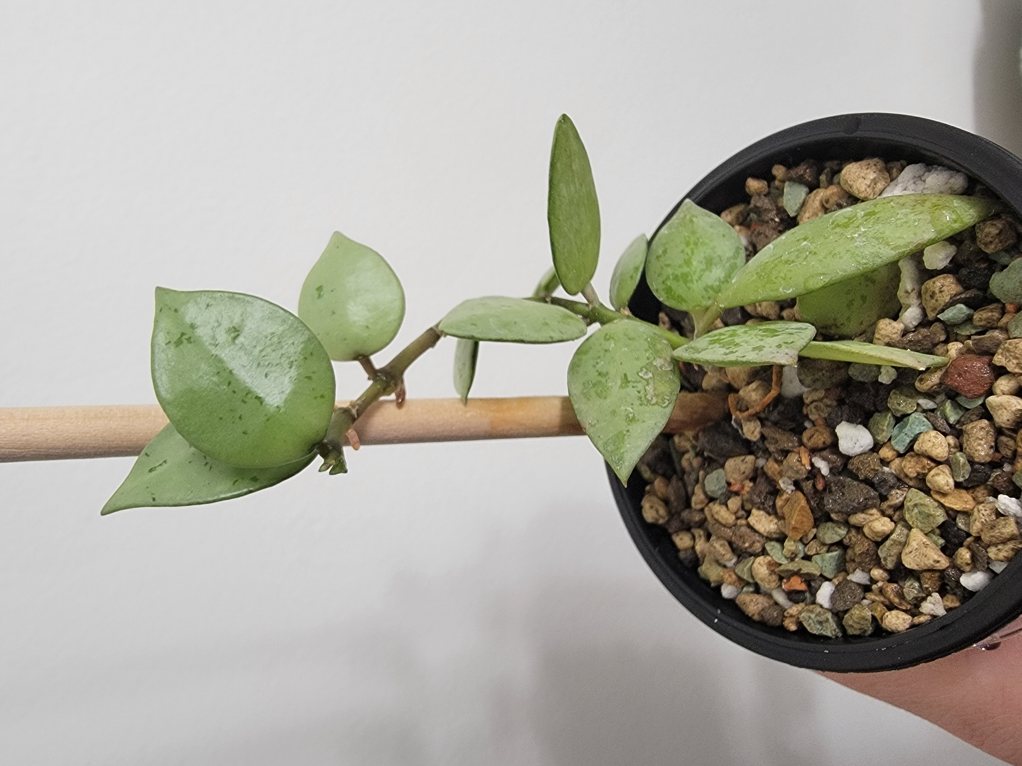 Hoya lacunosa plant in a pot with visible soil, supported by a wooden stick.