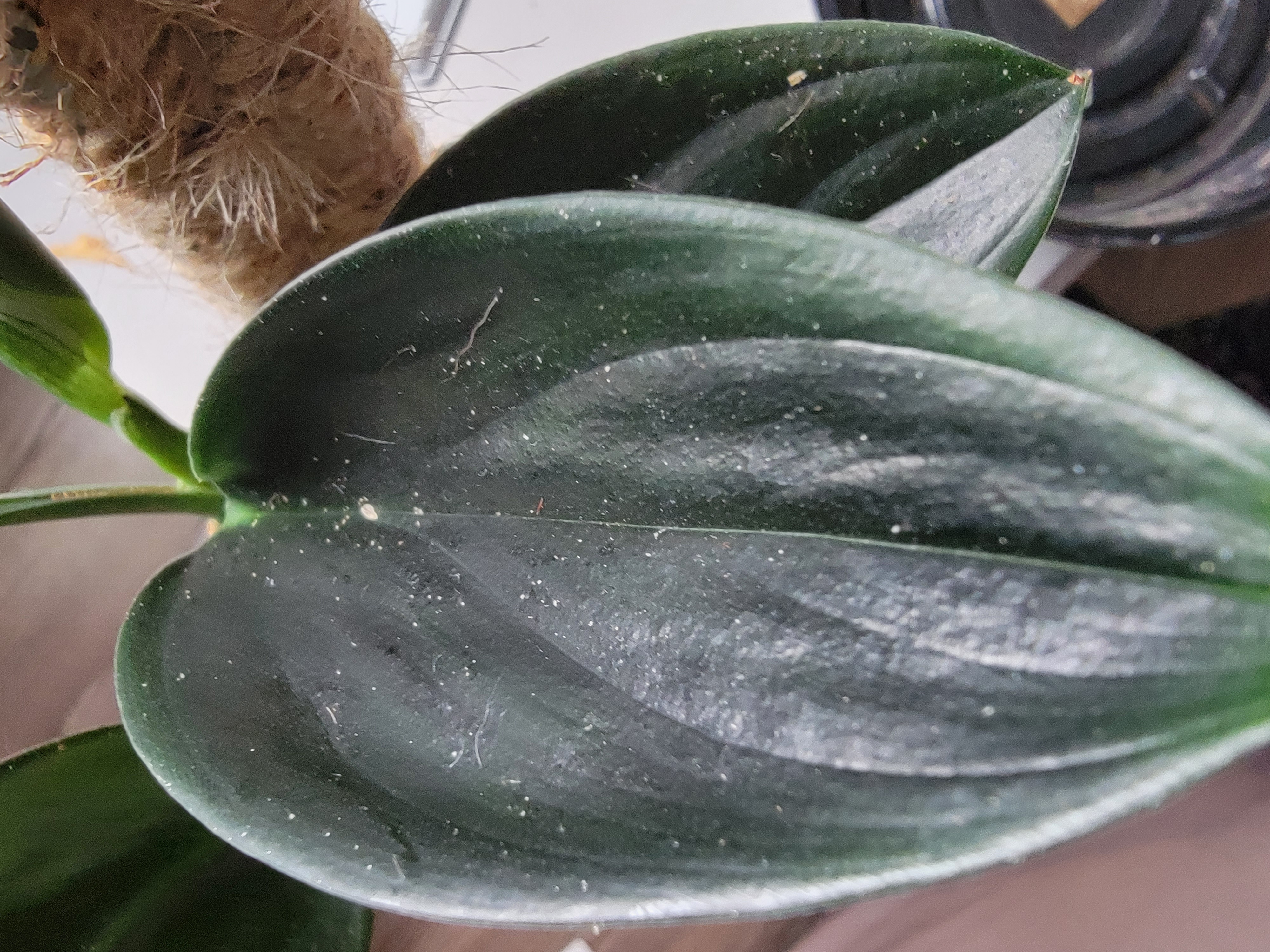 Close-up of a healthy Scindapsus treubii 'Dark Form' plant with dark green glossy leaves.