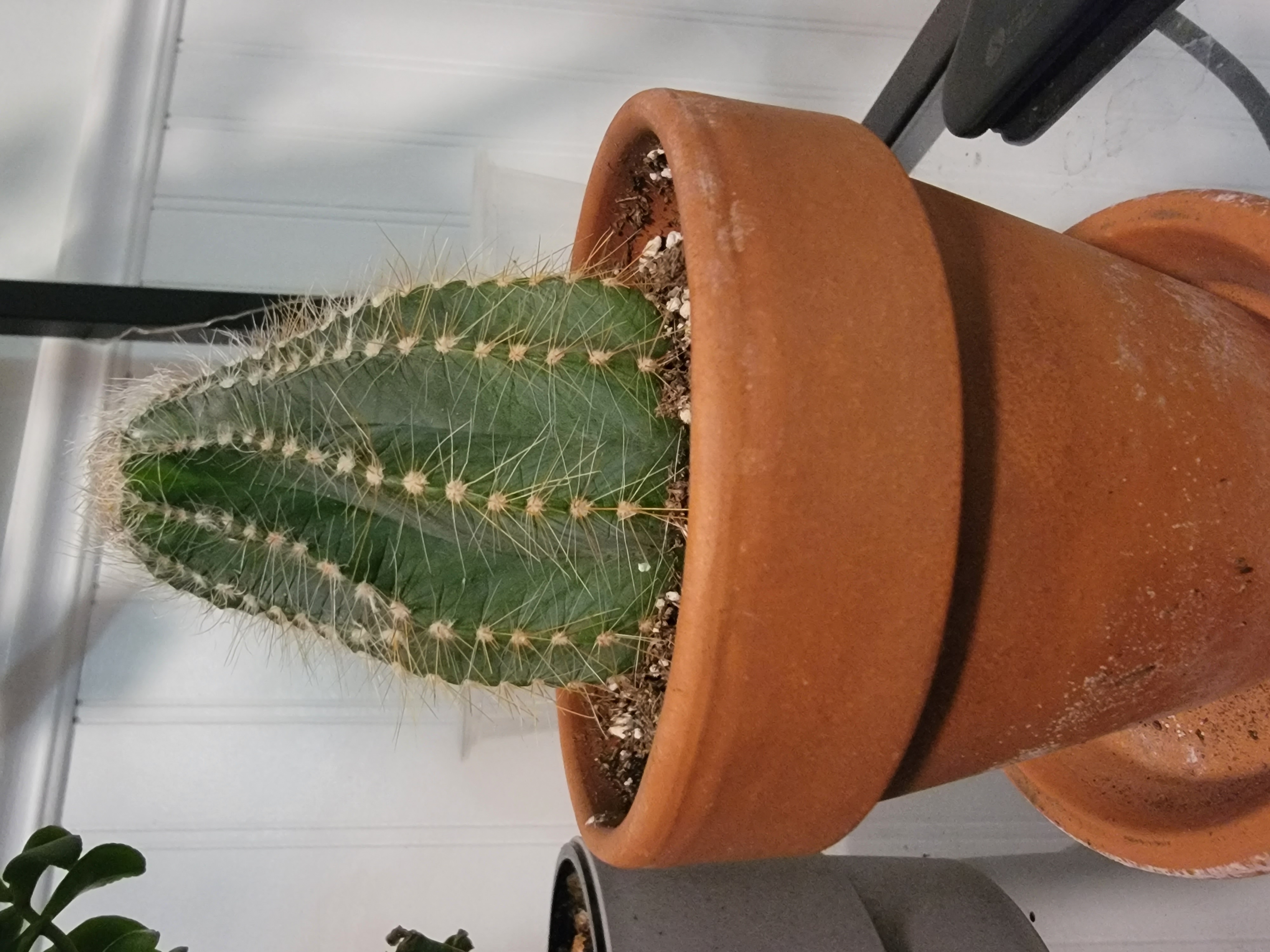 Balloon Cactus in a terracotta pot, healthy with visible soil.