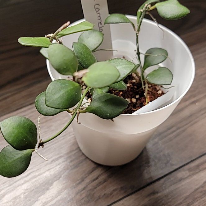 Photo of the plant species Hoya carmelae by @Mandore named Hoya Carmelae on Greg, the plant care app