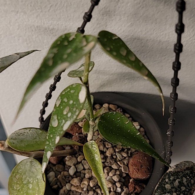 Photo of the plant species Hoya Burma by @Mandore named Hoya Burmanica on Greg, the plant care app