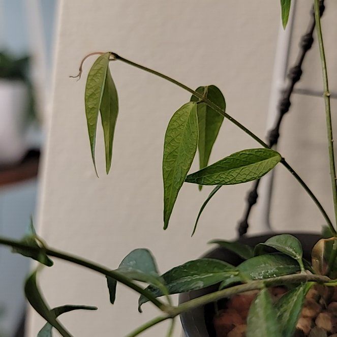 Photo of the plant species Hoya leucantha by @Mandore named Hoya Leucantha on Greg, the plant care app