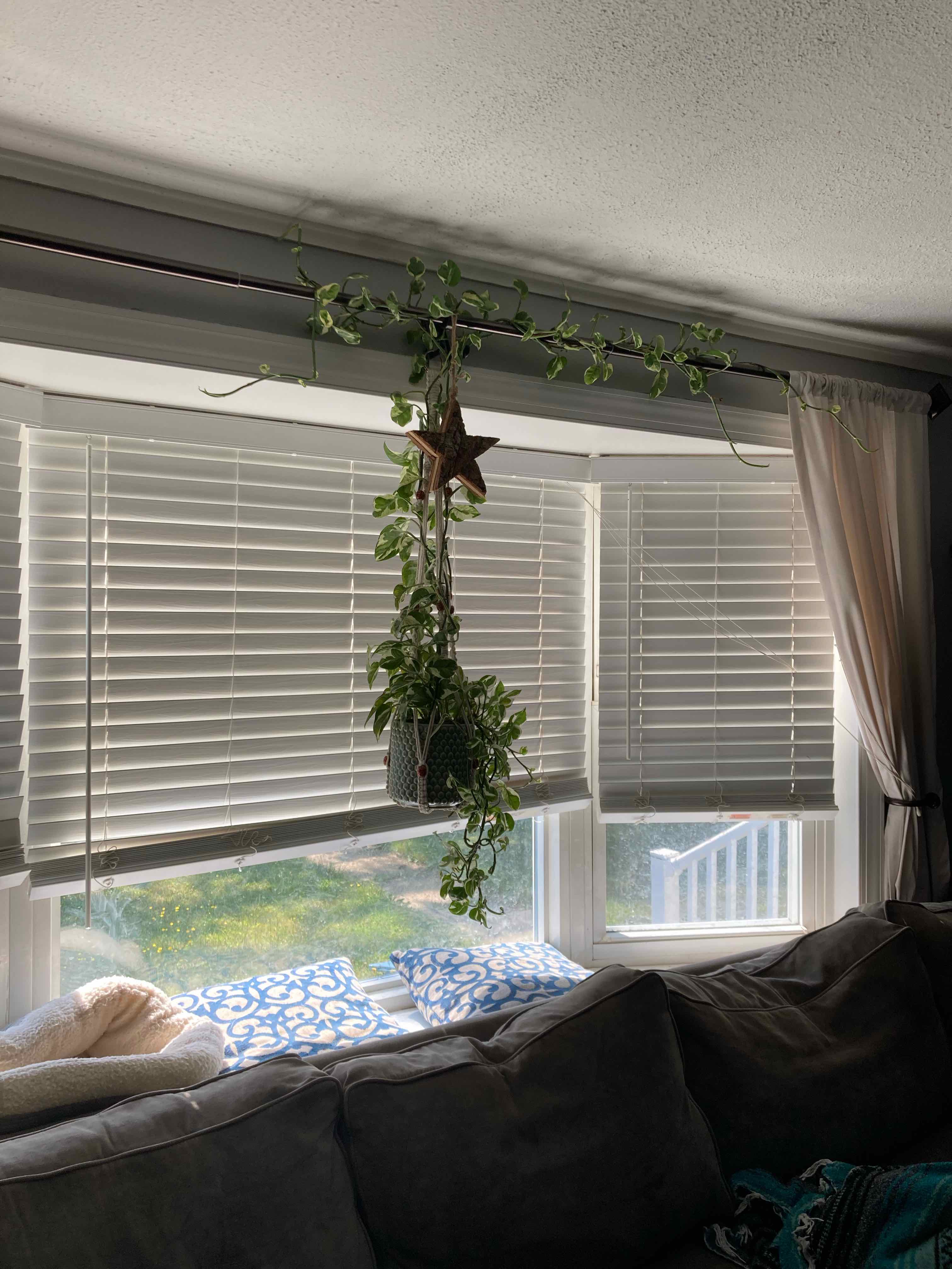 Taro Vine plant photo by @RomanticLithop named Homer on Greg, the plant care app.