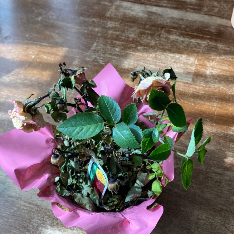 Potted Alpine Rose with green leaves and some browning flowers.