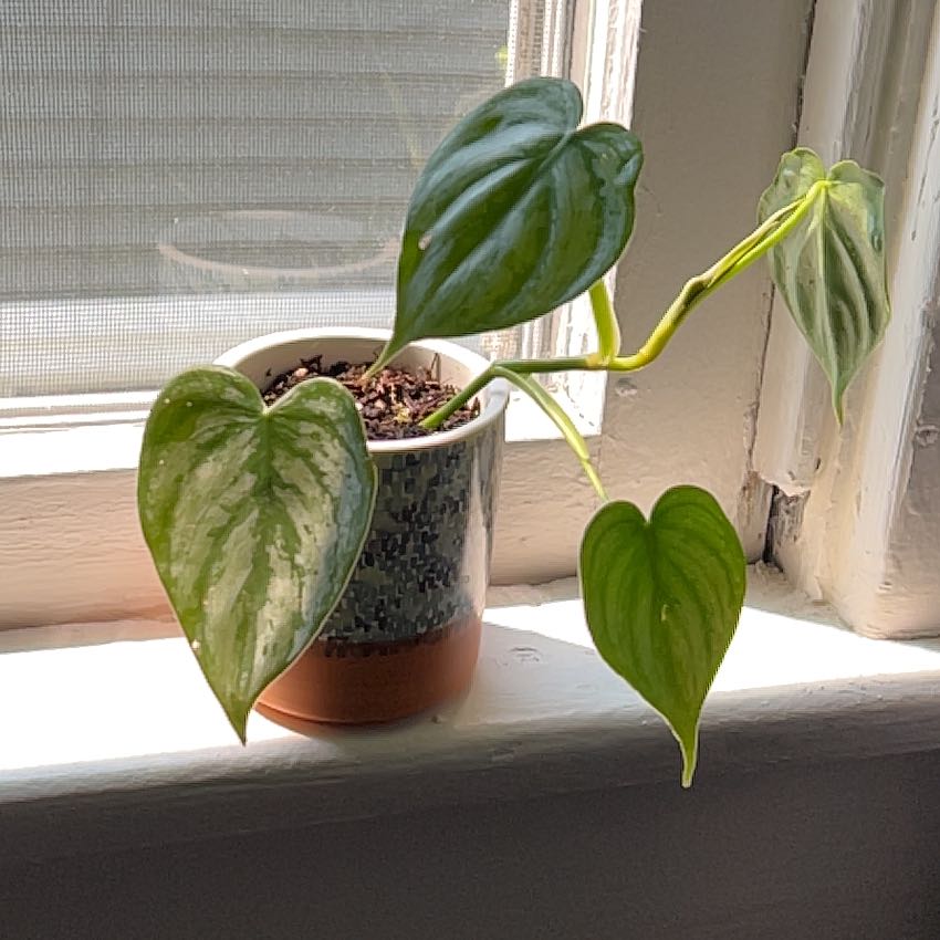 Potted Silver Leaf Philodendron on a windowsill with visible soil and slight leaf yellowing.