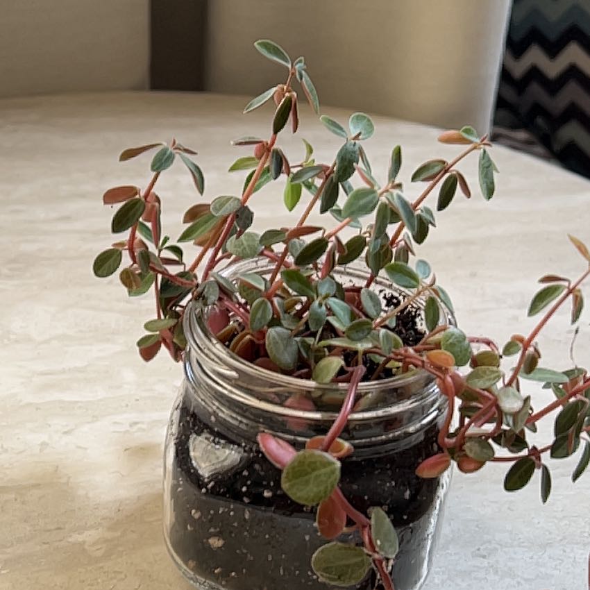 Radiator Plant in a small glass jar with visible soil, healthy green and red leaves.