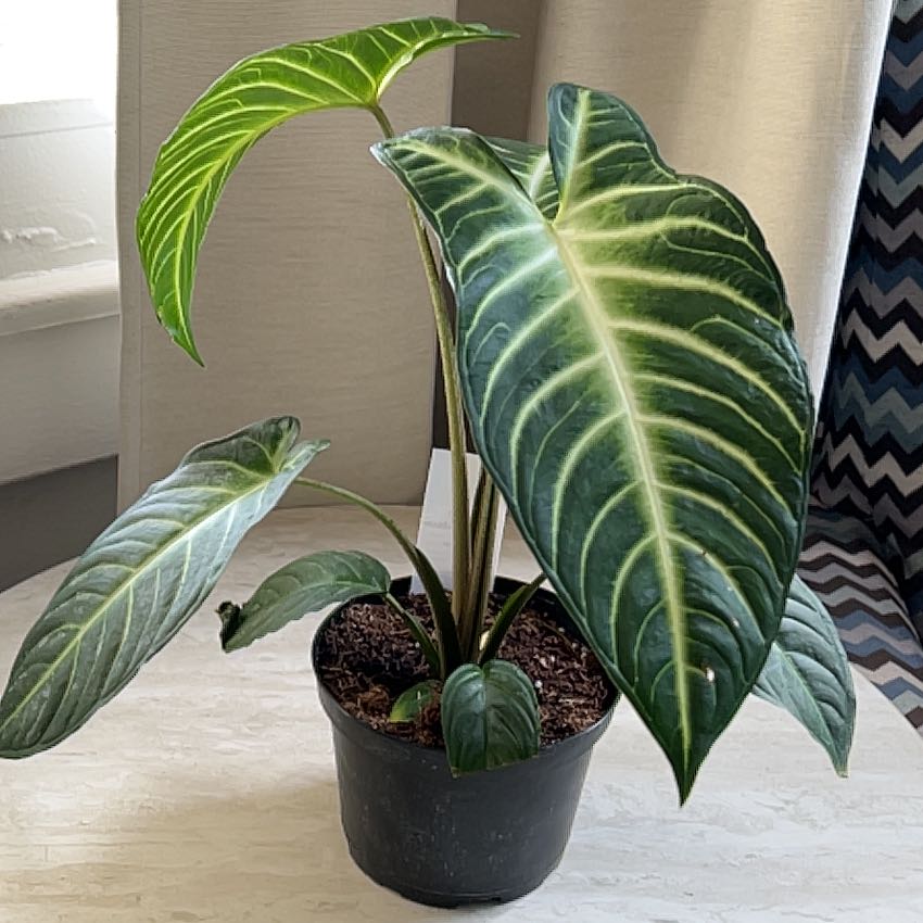 Caladium lindenii 'Magnificum' plant in a pot with vibrant green leaves and white veins.