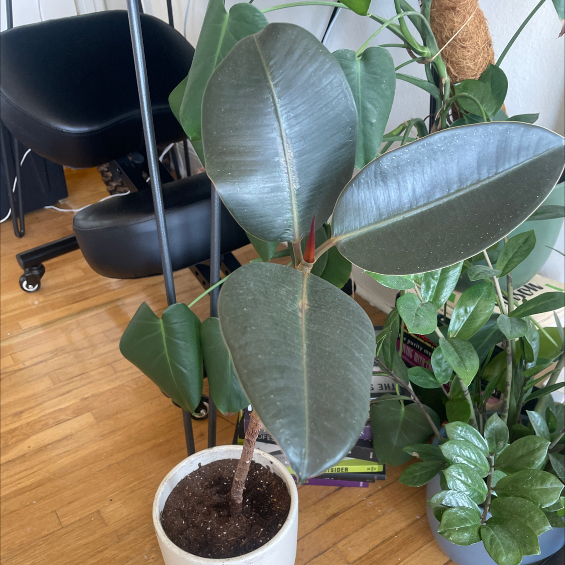Ficus Decora plant in a white pot with large, glossy leaves. No visible health issues.