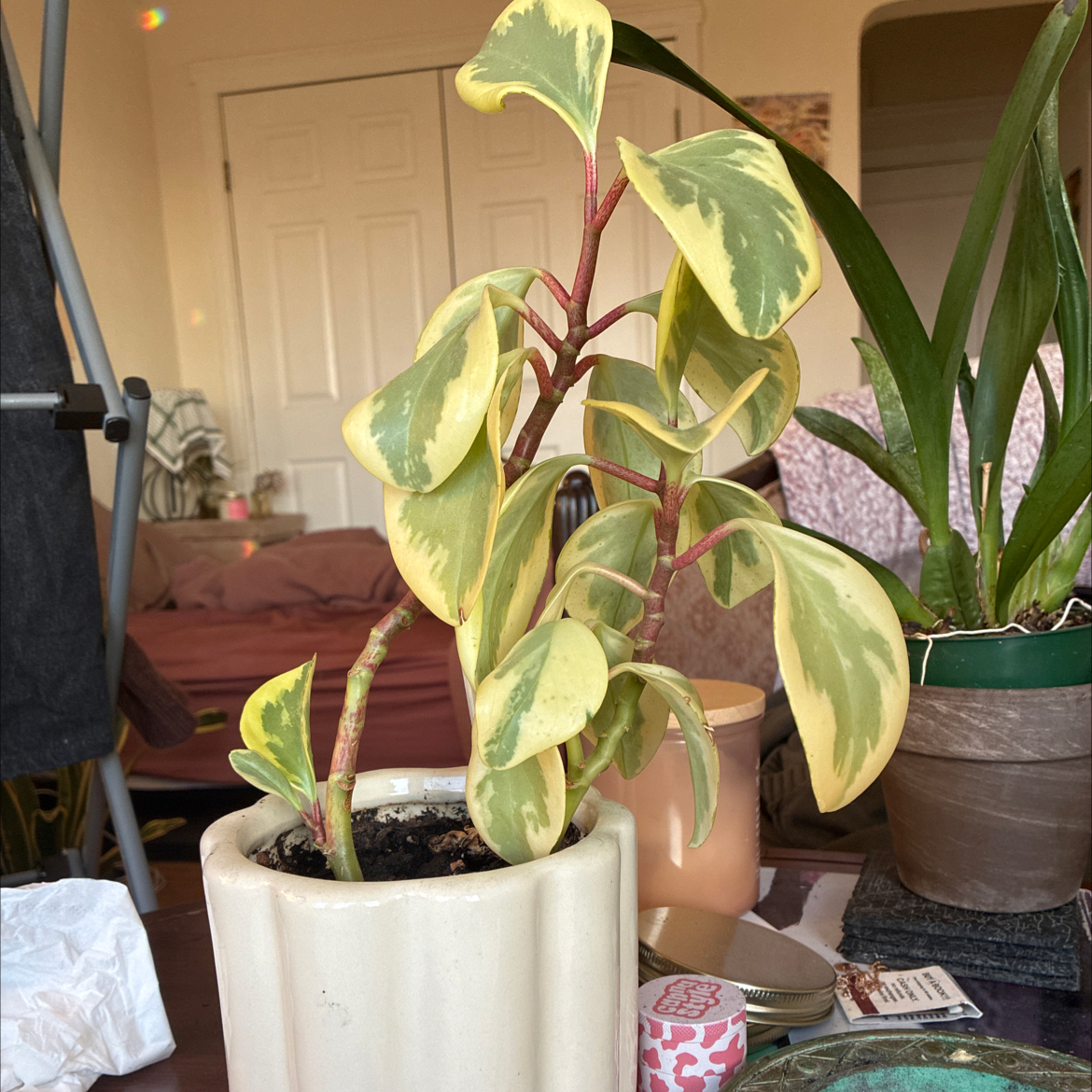 Baby Rubber Plant plant photo by @Mischelalaa named Brea on Greg, the plant care app.