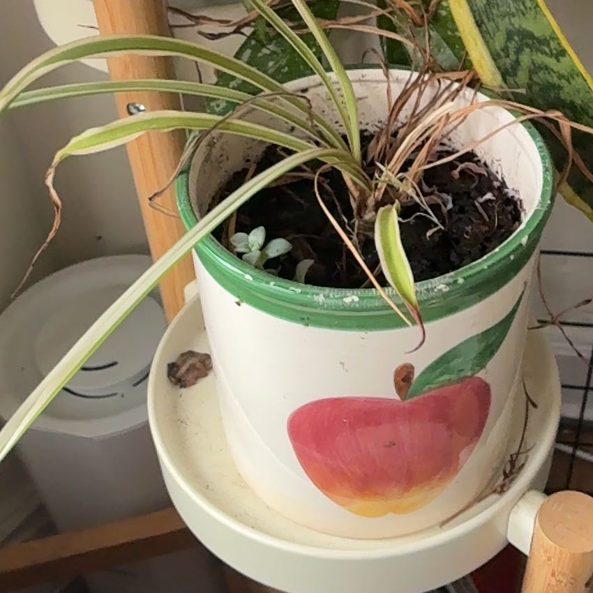 Photo of the plant species Cape Spider Plant by @Mischelalaa named Keanu Leaves on Greg, the plant care app