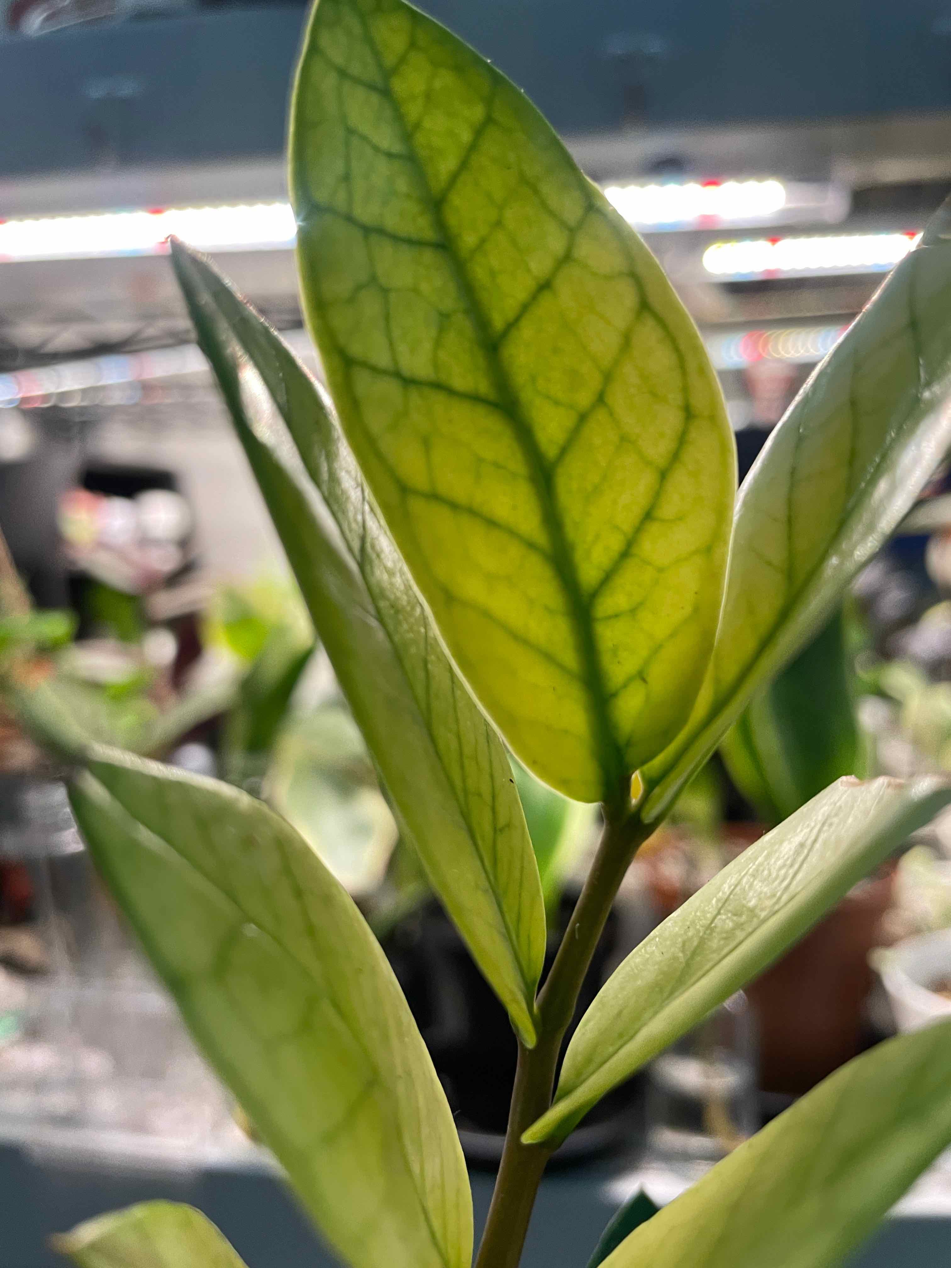 Close-up of a Chameleon ZZ Plant with visible leaf veins and some yellowing.
