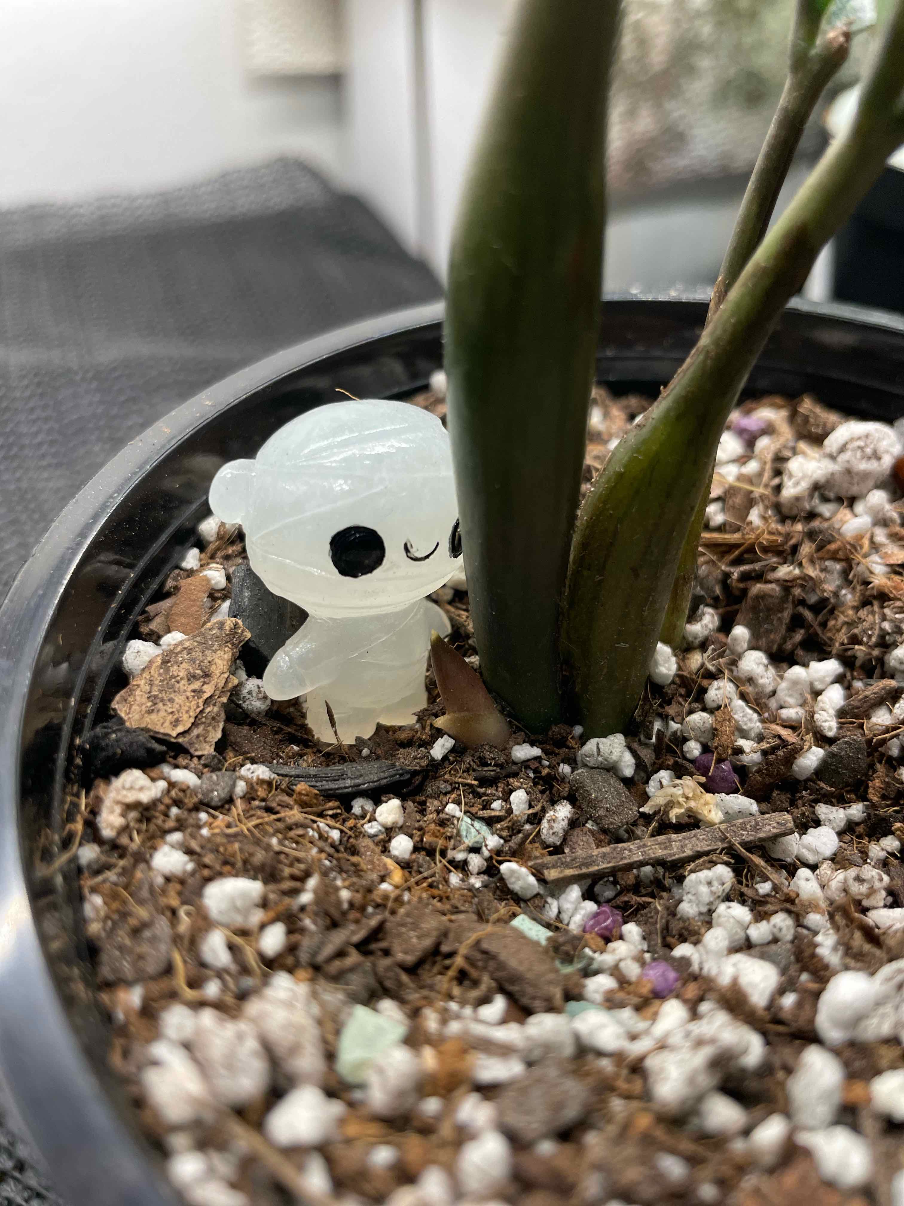 🦎 10 Benefits of Having a Chameleon ZZ Plant