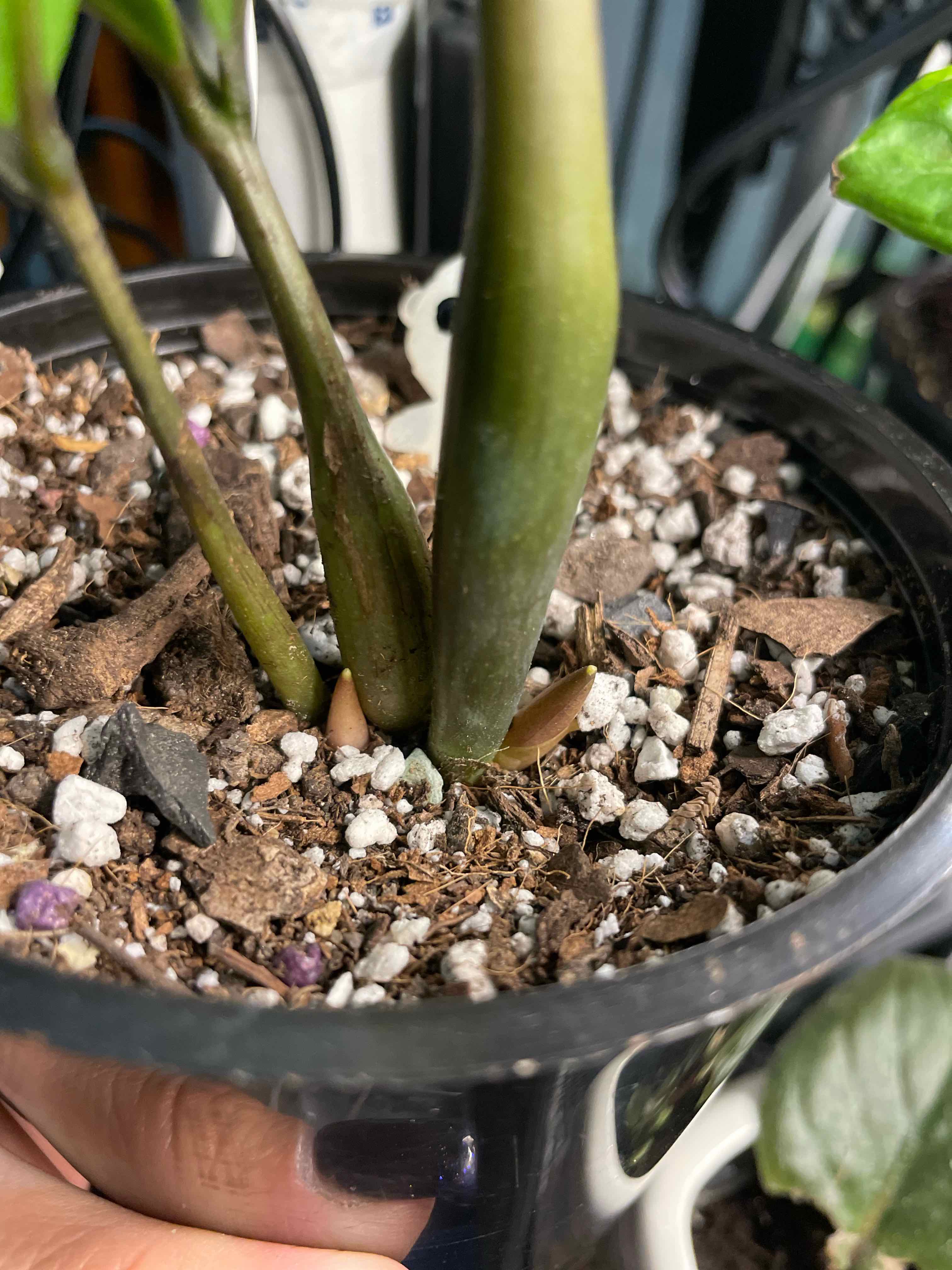 Base of a Chameleon ZZ Plant in a pot with visible soil and healthy stems.