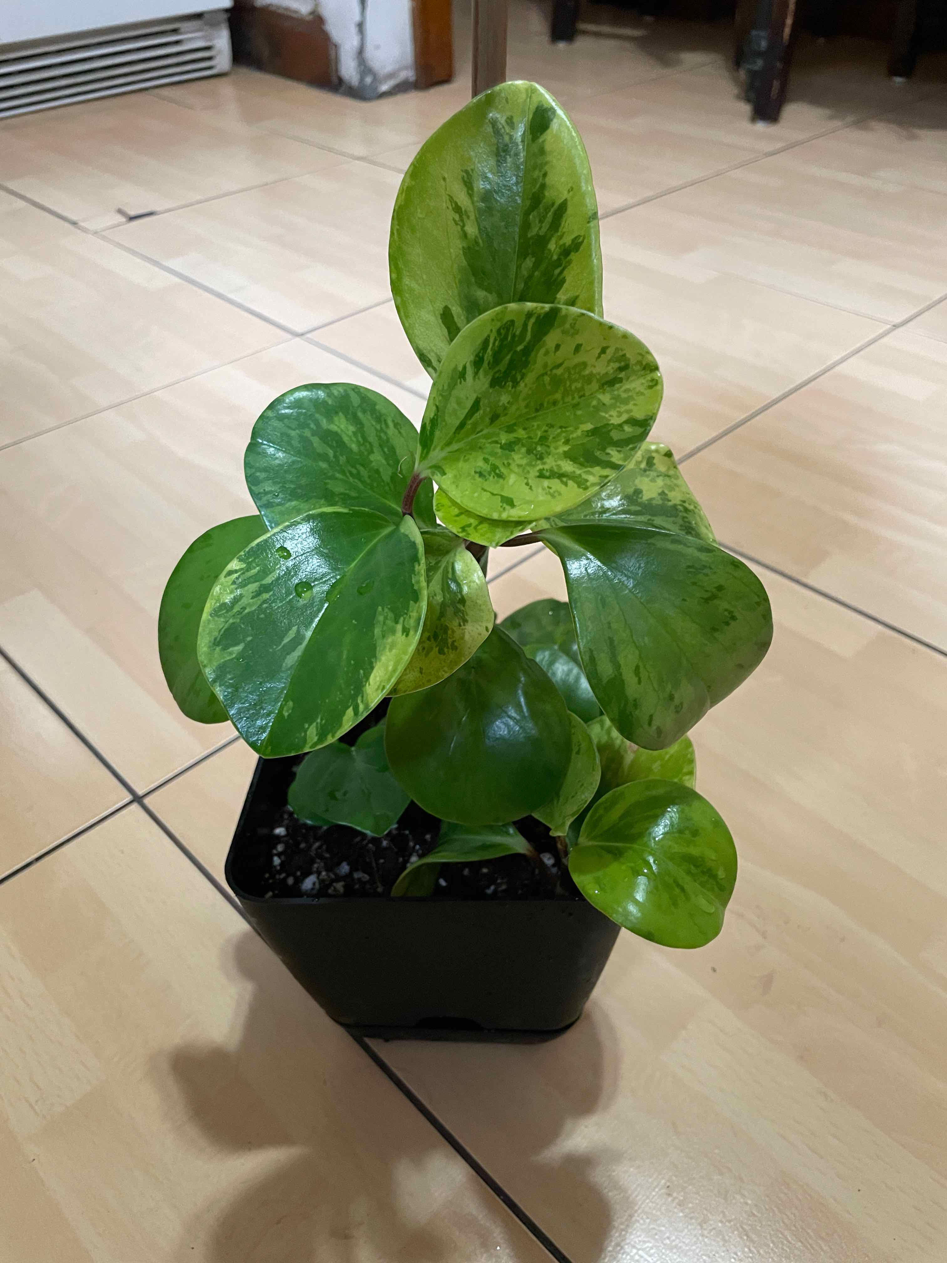 Marble Peperomia plant in a black pot on a tiled floor, showing healthy green marbled leaves.