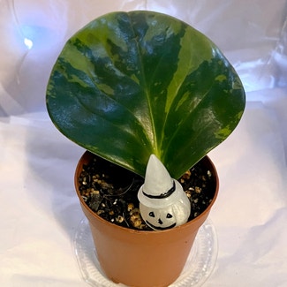 Marble Peperomia plant in Chicago, Illinois