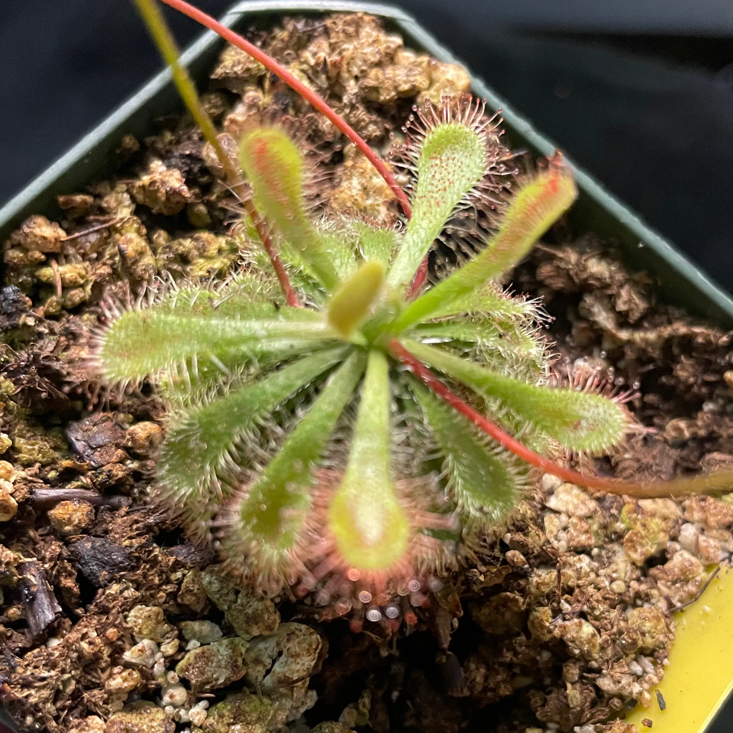 Spoon-Leaved Sundew plant in a pot with visible dew drops on the leaf tips.