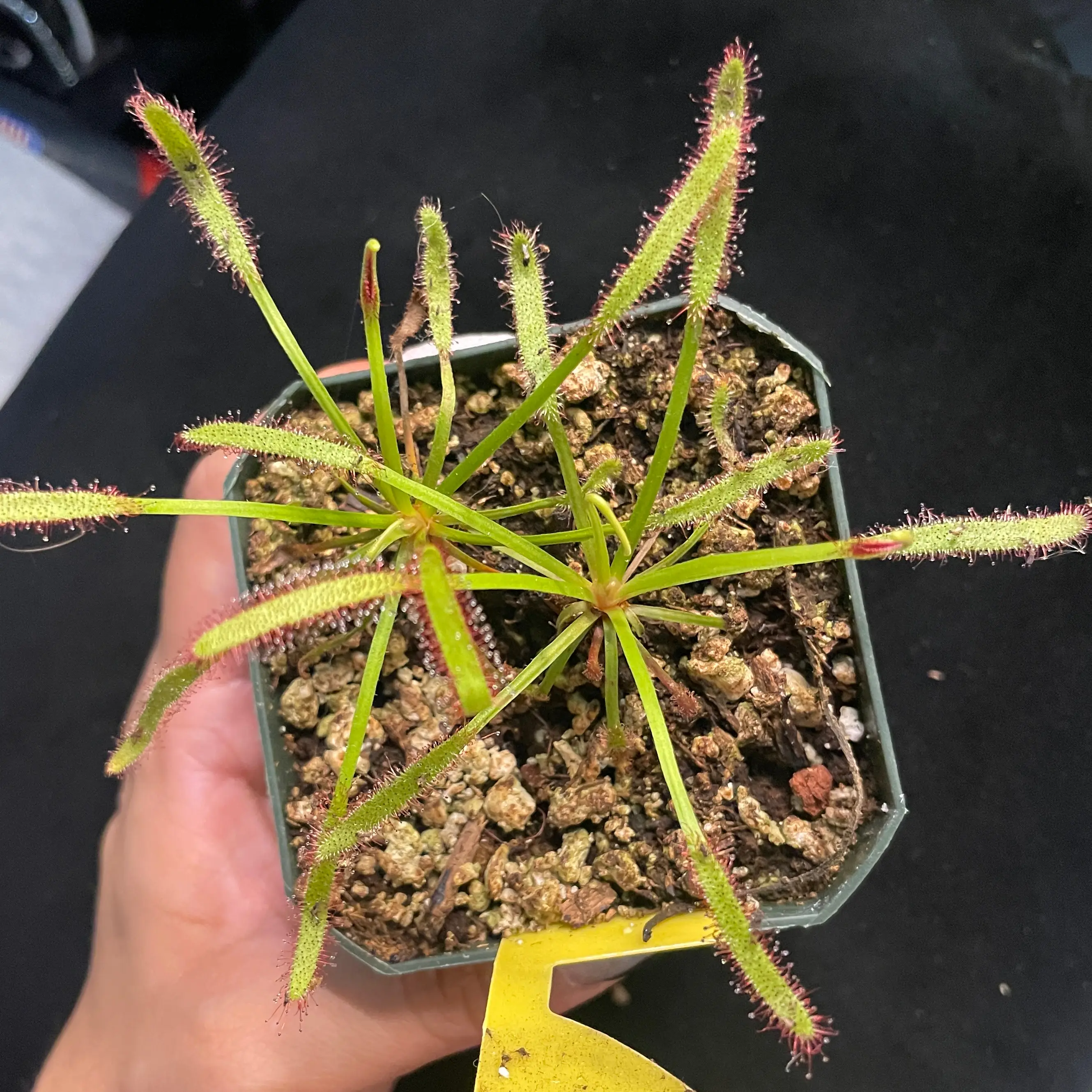 Cape Sundew plant in a small pot with visible soil, held by a hand.