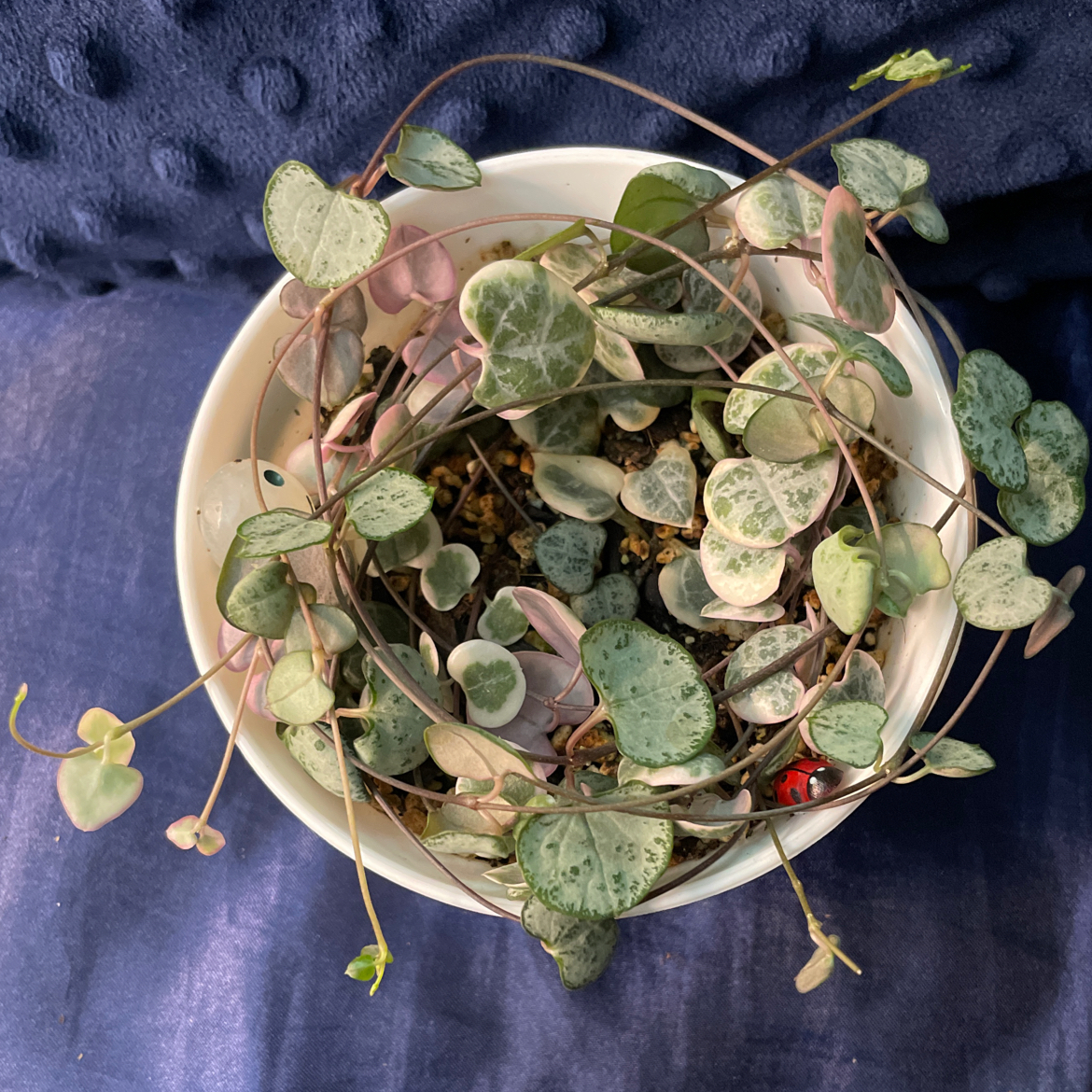 Variegated string of hearts plant in a white pot with healthy variegated leaves.