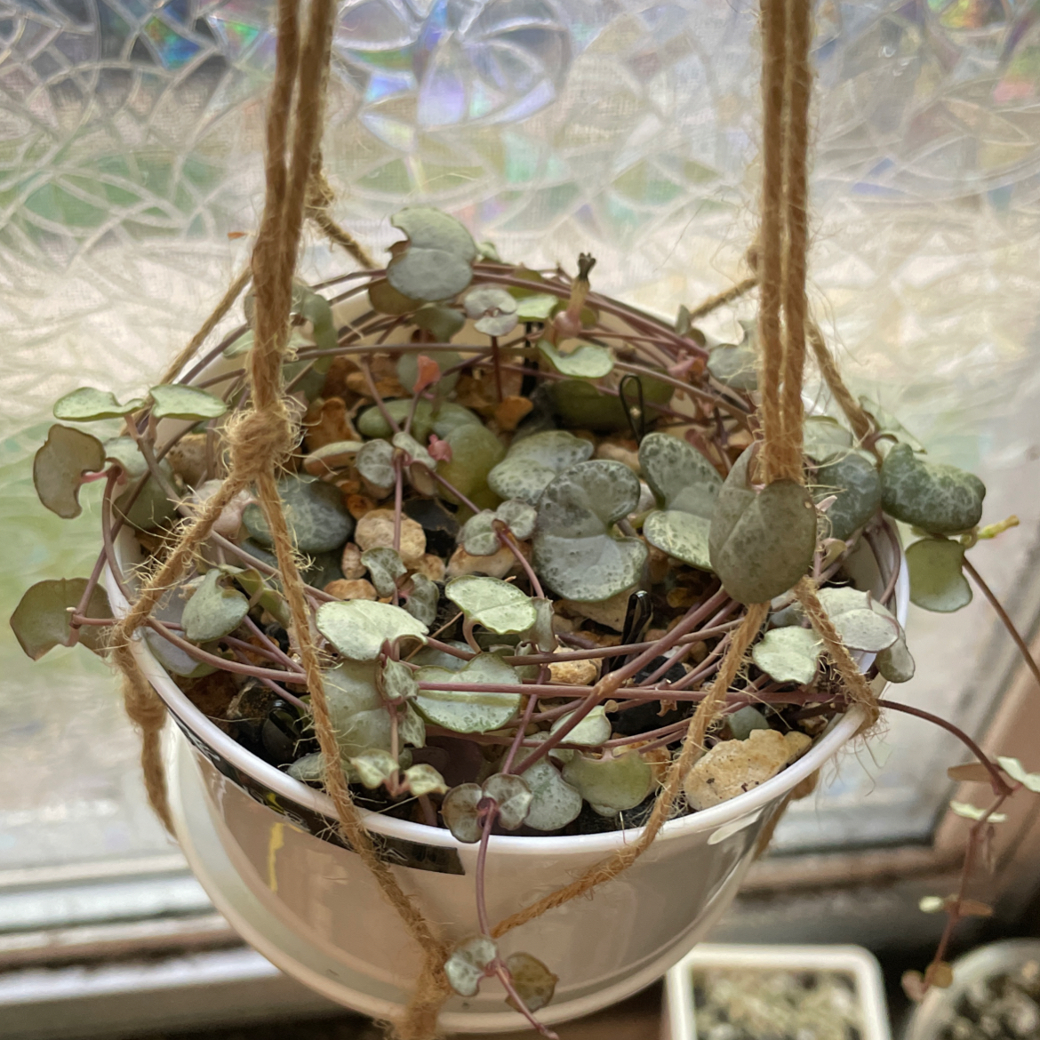 Hanging pot with a String of Hearts 'Silver Glory' plant, showing some leaf discoloration.