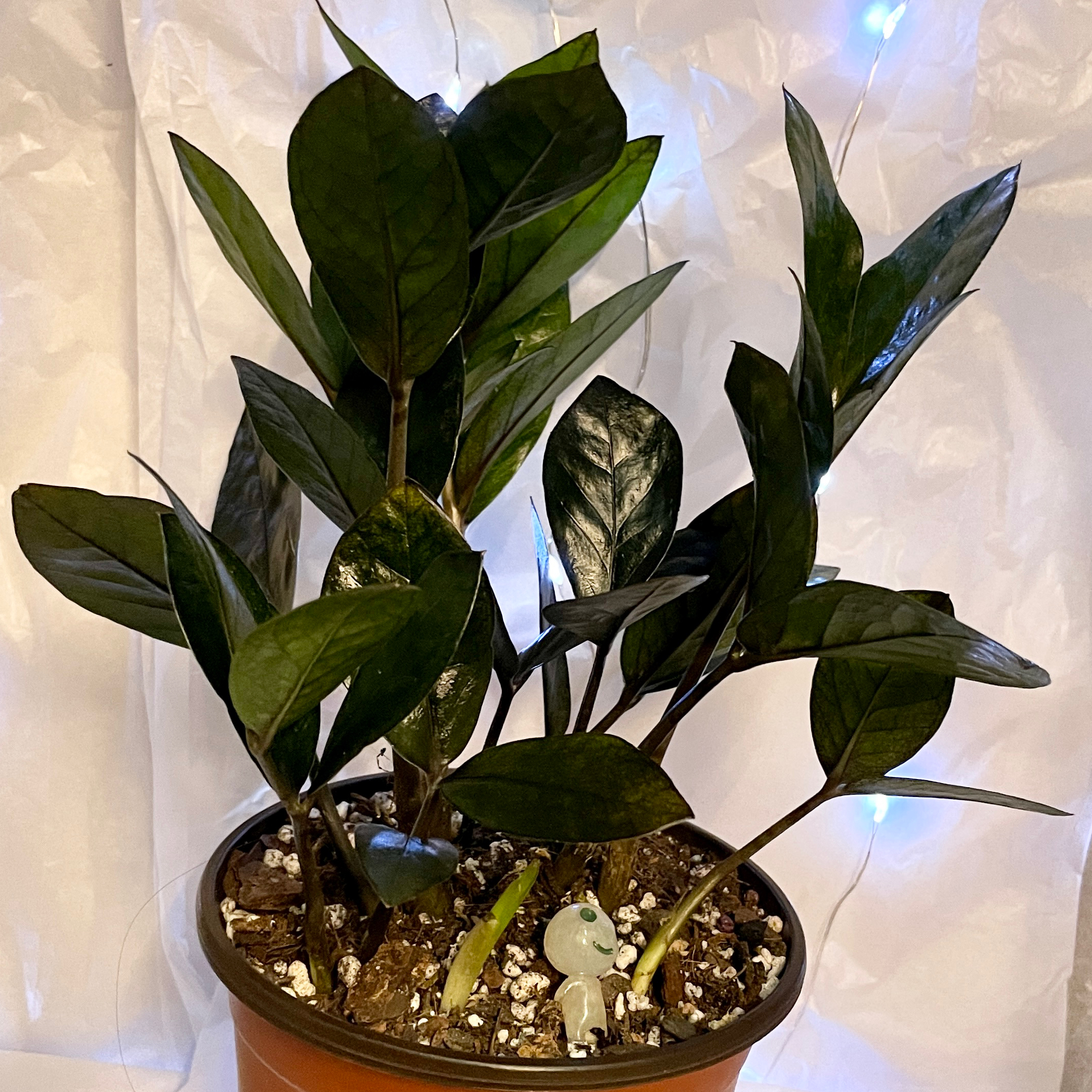 Photo of the plant species Nova Star ZZ Plant by @NMazon named Nova on Greg, the plant care app