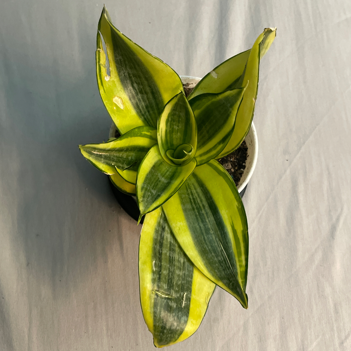 Photo of the plant species Bird's Nest Snake Plant by @NMazon named Brutus on Greg, the plant care app