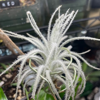 Fuzzy Snowball plant in Chicago, Illinois