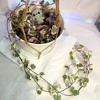 variegated string of hearts plant in Chicago, Illinois