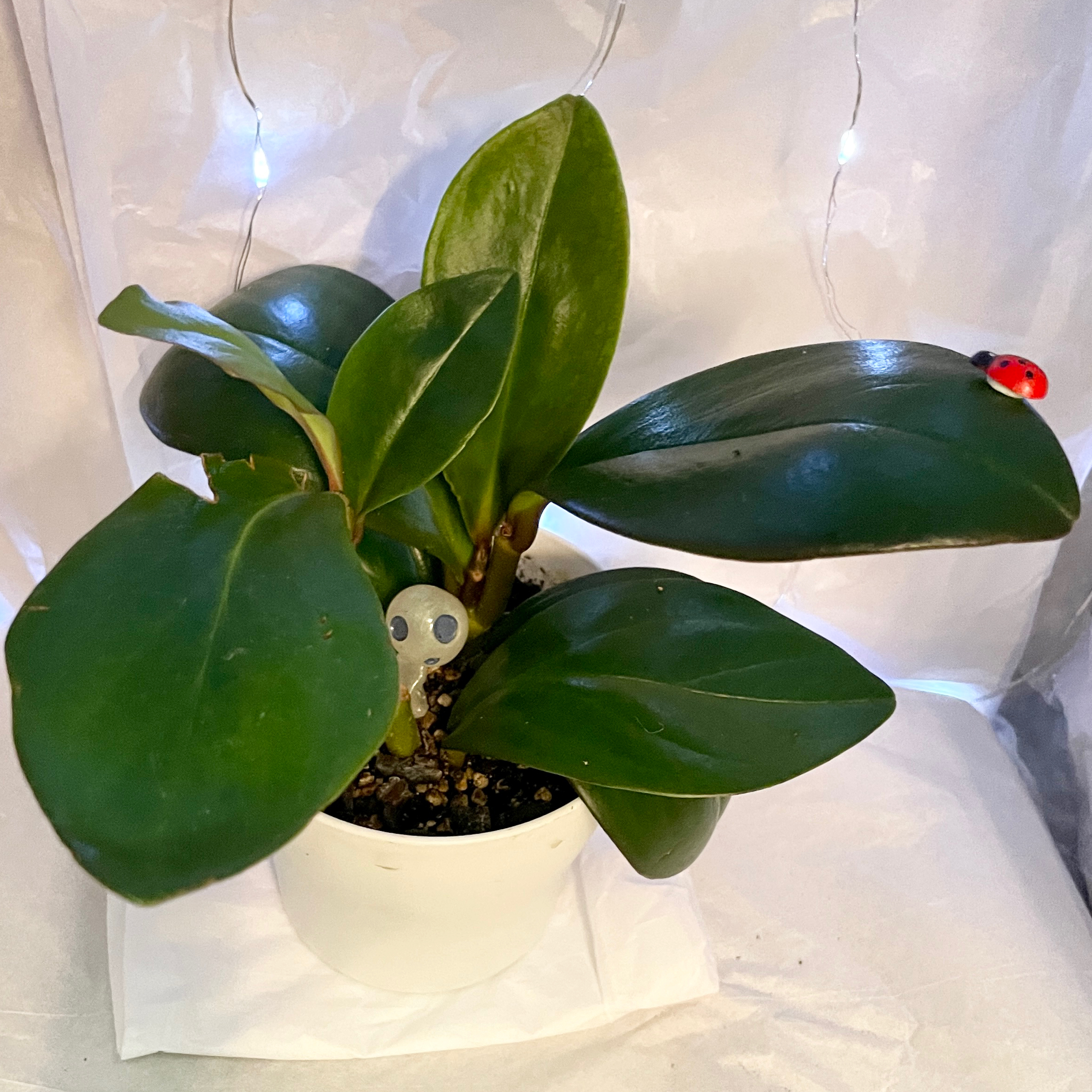 Peperomia Red Edge plant in a white pot with dark green leaves, no visible discoloration.