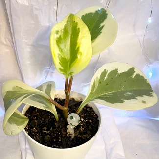 Variegated Baby Rubber Plant plant in Chicago, Illinois