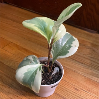 Variegated Baby Rubber Plant plant in Chicago, Illinois