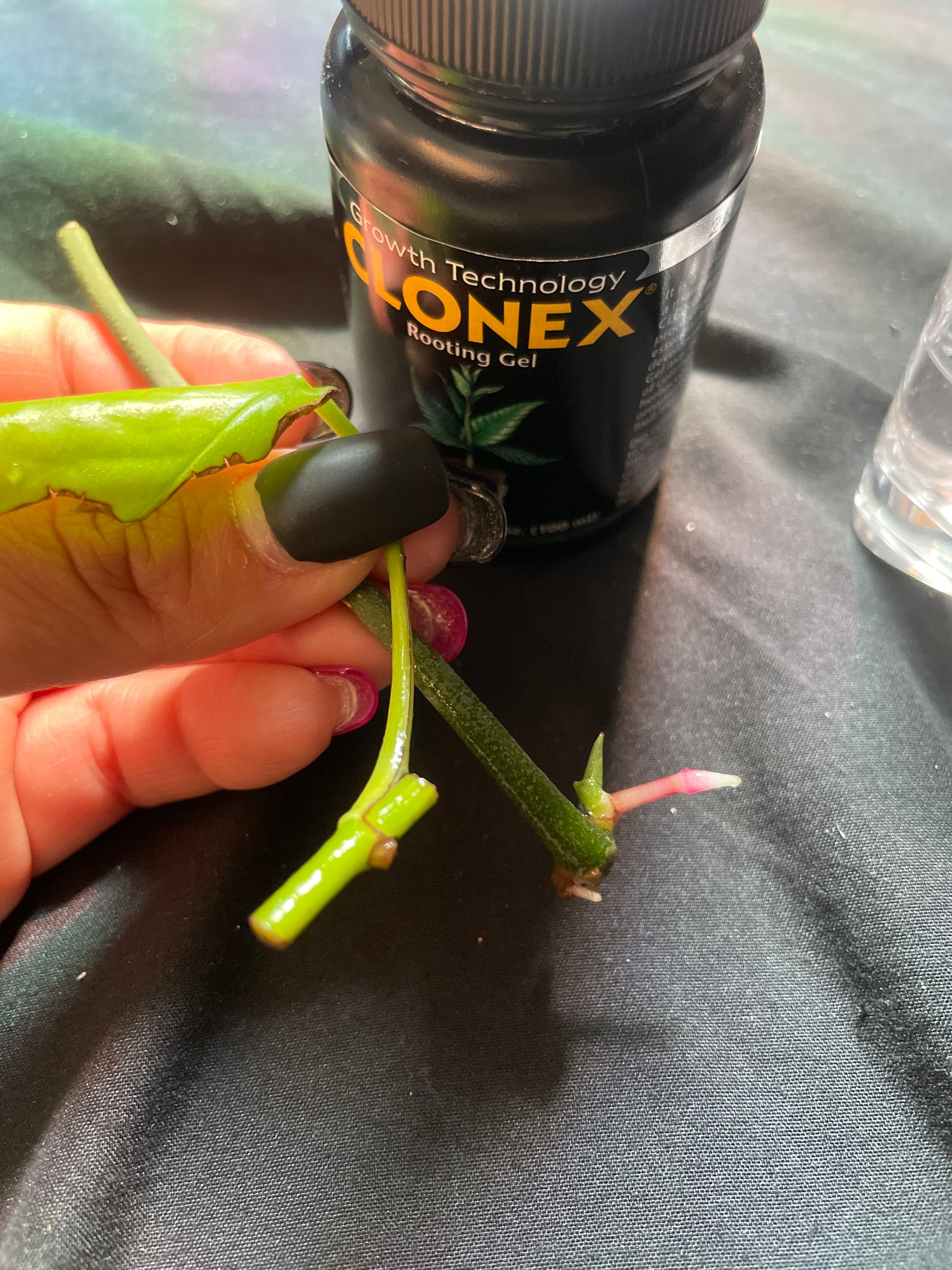 Success with clonex for pothos propagation