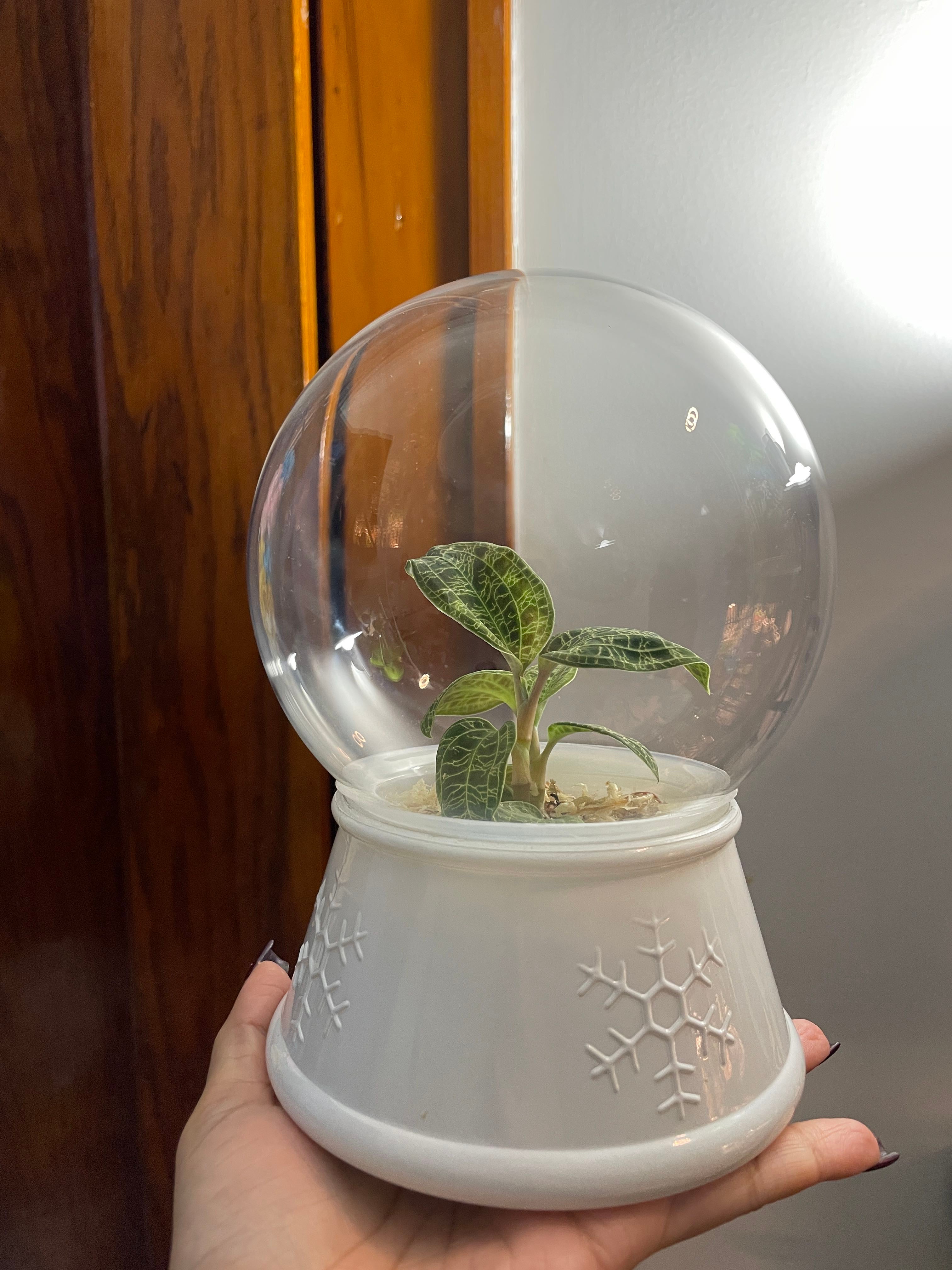 Lightning Bolt Jewel Orchid Care 101 Water, Light & Growing Tips