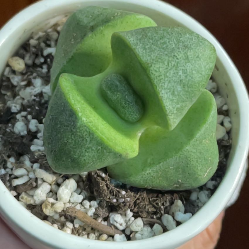 Split Rock plant (Pleiospilos nelii) in a small pot with visible soil.