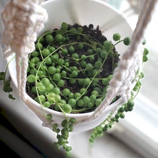 String of Pearls plant in Inwood, New York