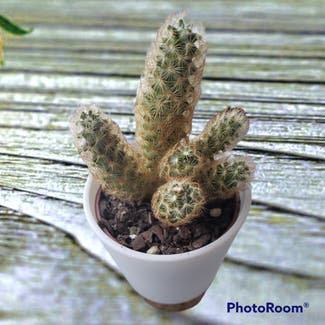 Lady Finger Cactus plant in Inwood, New York