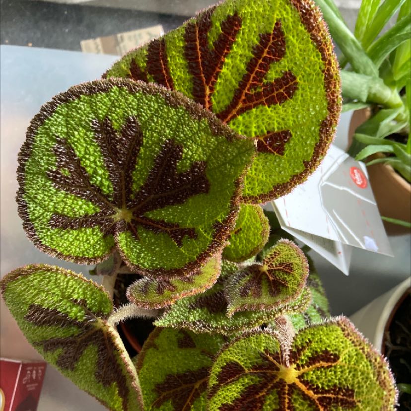 Photo of the plant species Rex Begonia by @Lah named Brownie on Greg, the plant care app