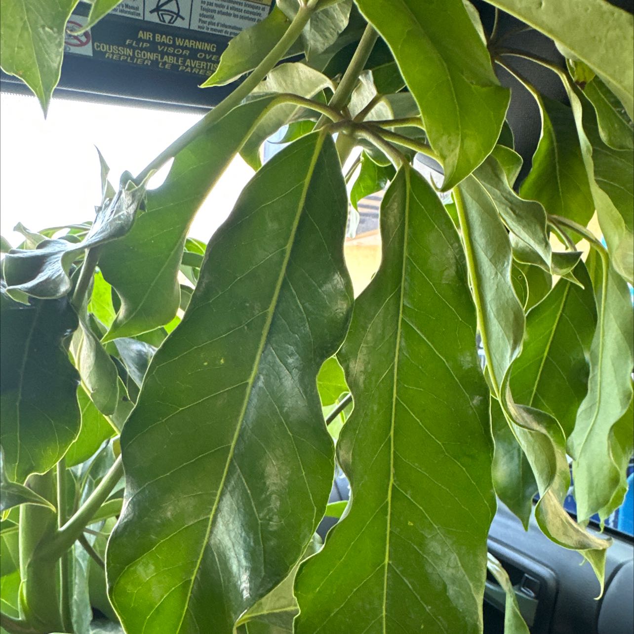 Image of an Octopus Tree with large, glossy green leaves.