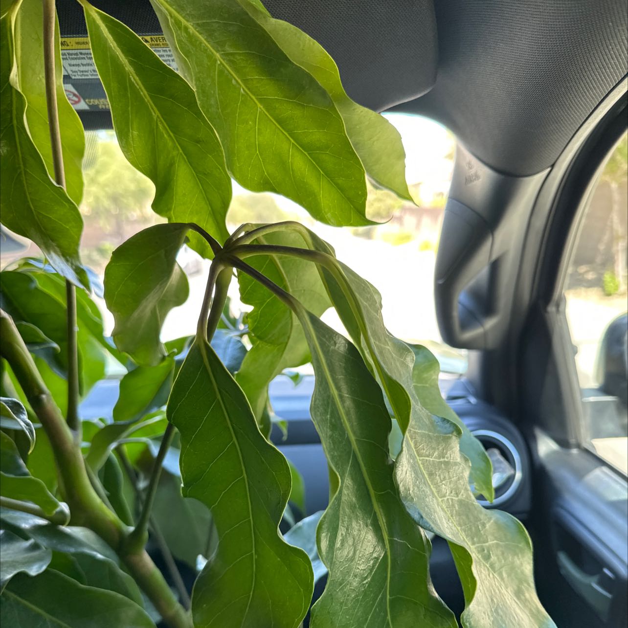Octopus Tree plant with broad green leaves inside a vehicle.