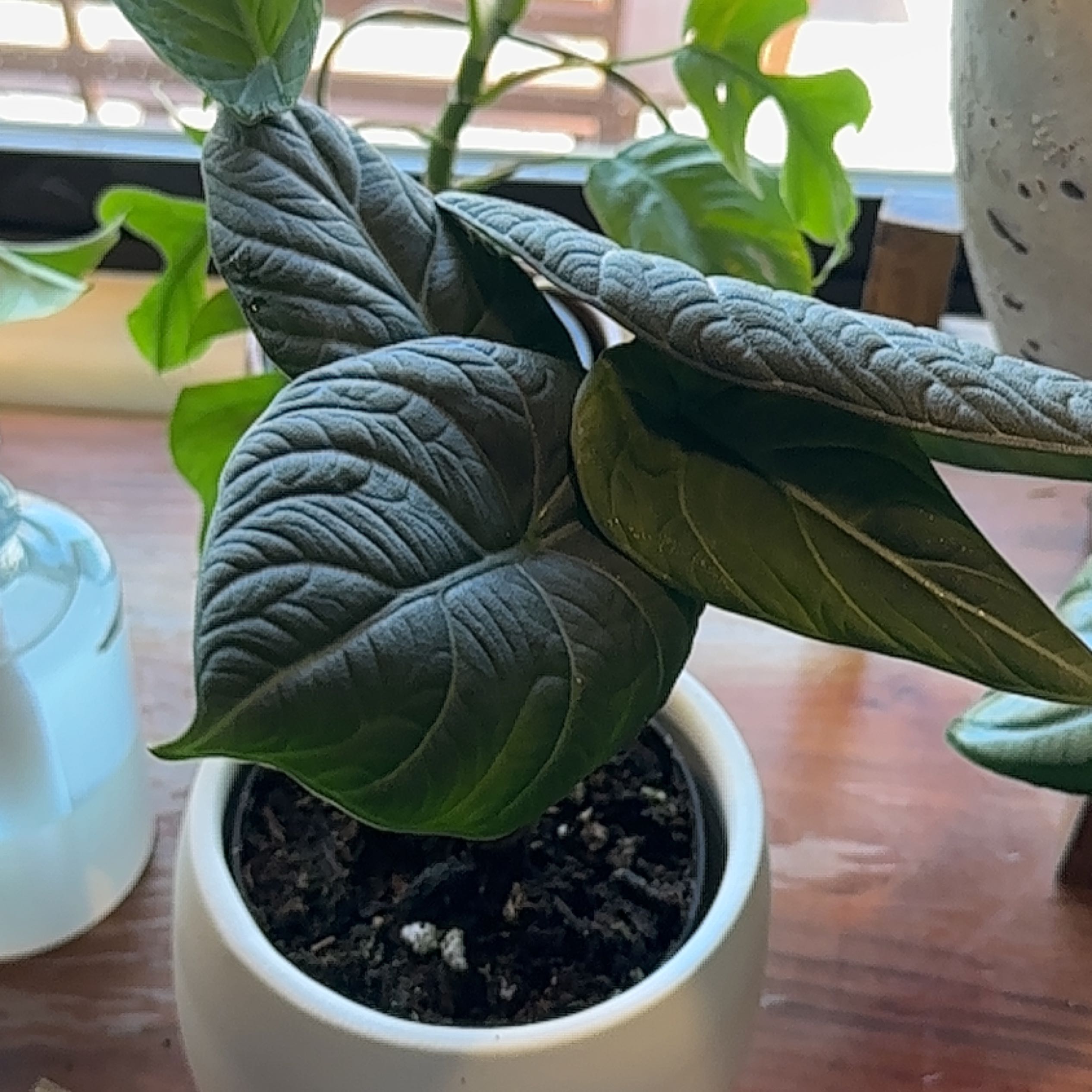 Potted Alocasia 'Maharani' plant with dark green, textured leaves.